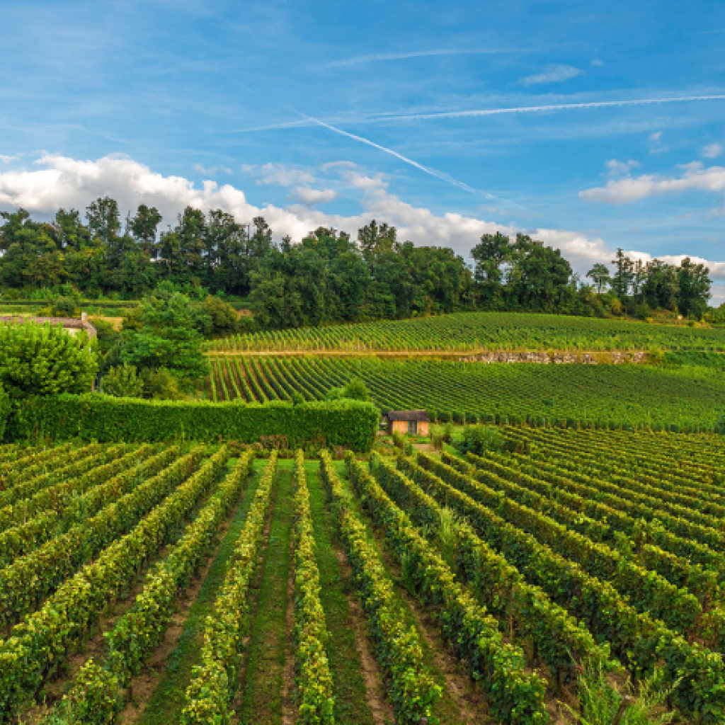 VIRUS DE LA VIGNE