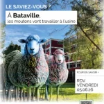 Journée de découverte filière locale laine de mouton pour le bâtiment et l’aménagement et site industriel de Bataville